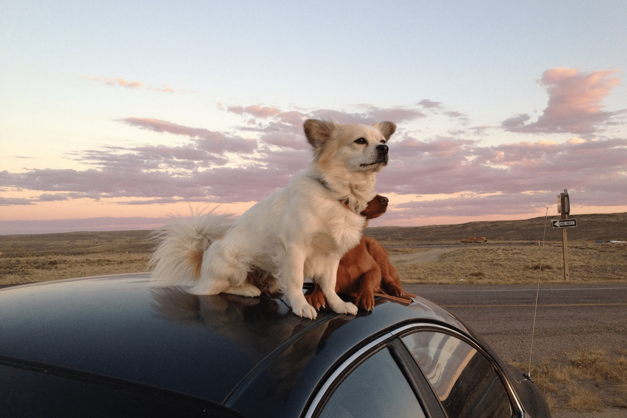 two small dogs on top of a car while traveling across the US from San Francisco to New York