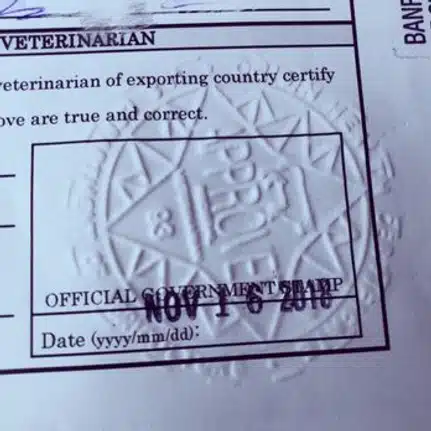 international health certificate for dogs