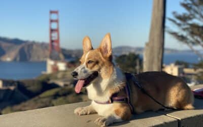 San Francisco Pet Shipping Services