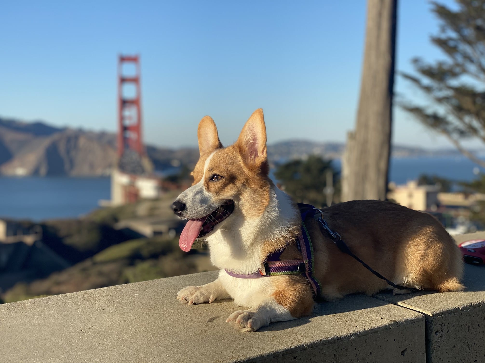 a corgi dog in front of the golden gate bridge