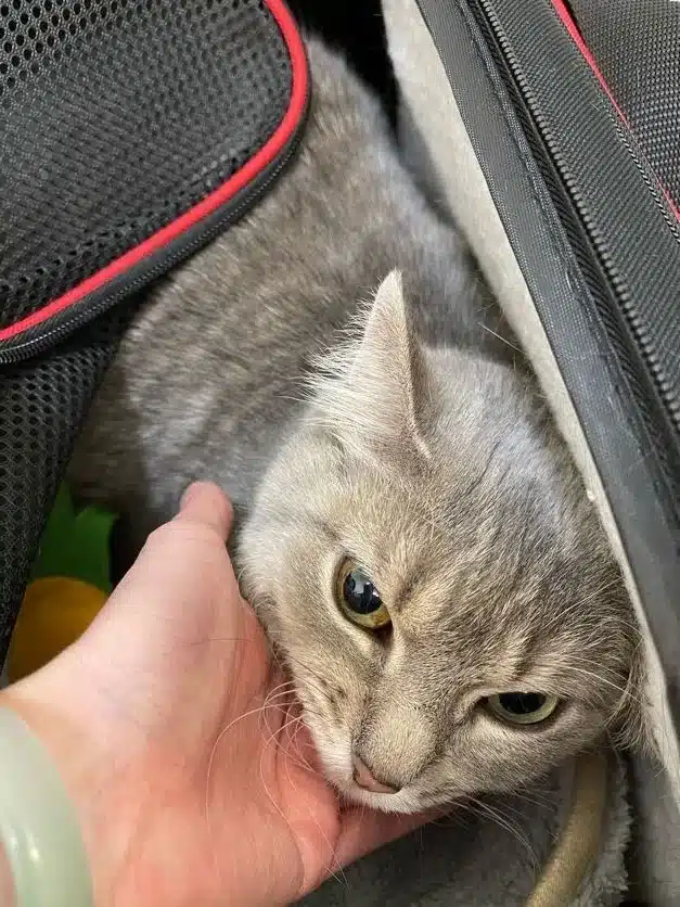 cat during air travel in a soft bag