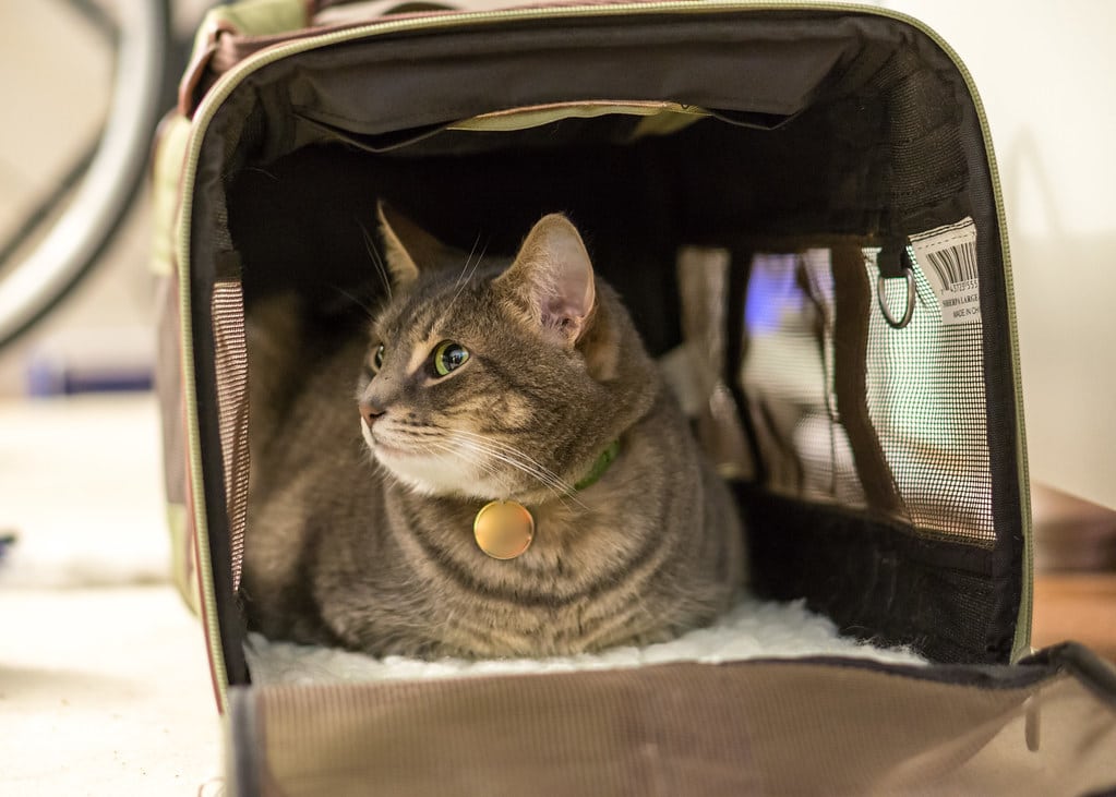 cat under seat