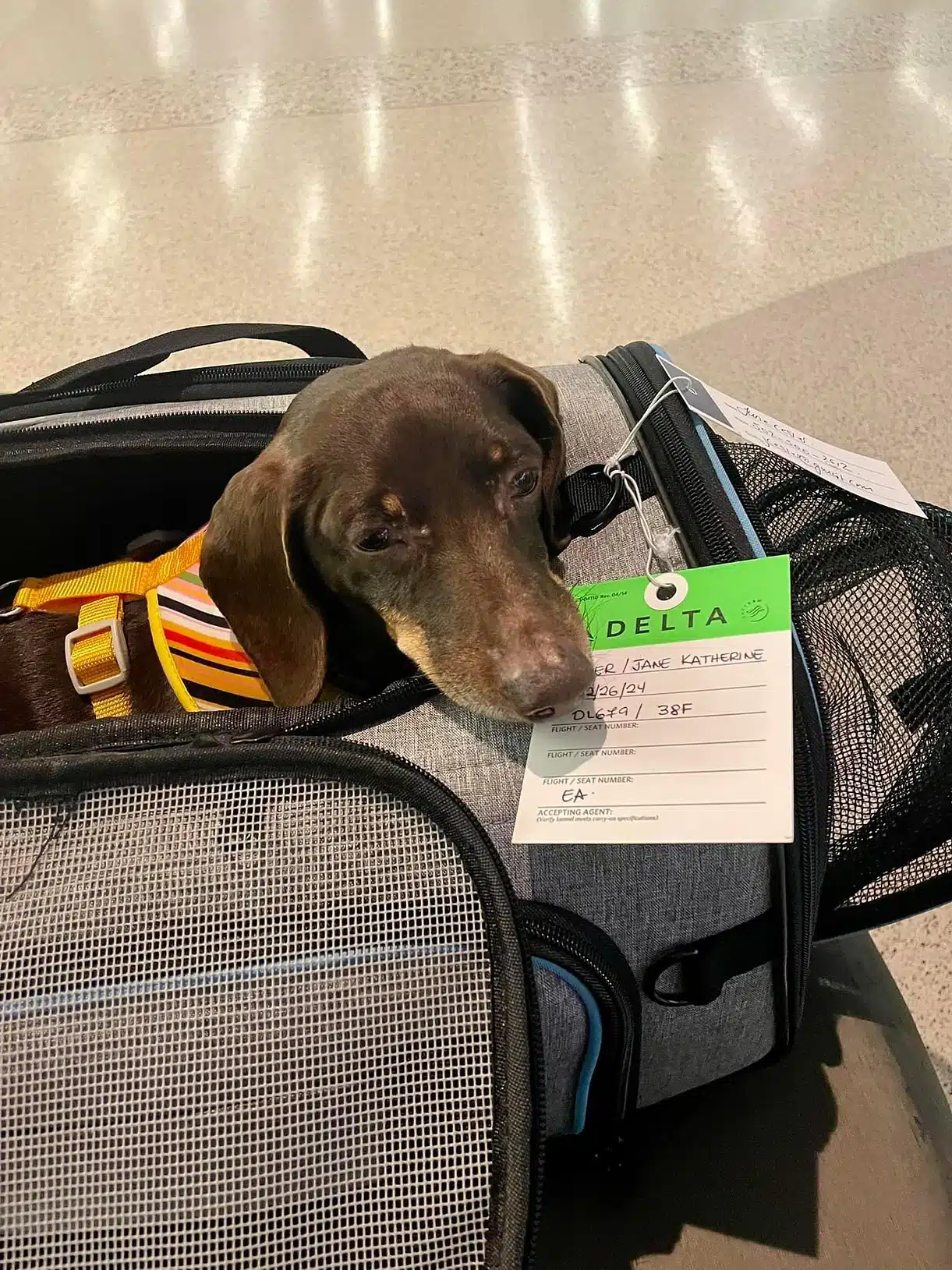 dog during air travel in a soft bag