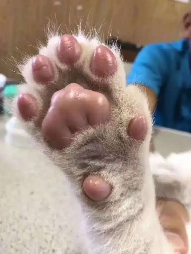 dog paw pointing up