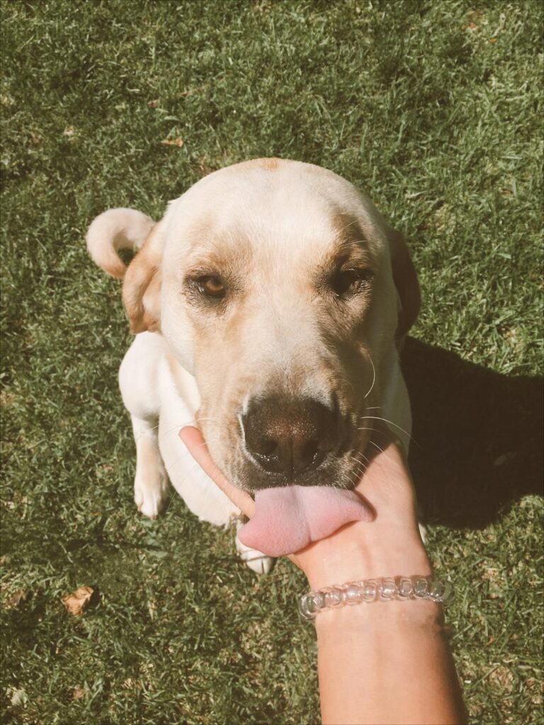 free-photo-of-labrador-licking-a-hand