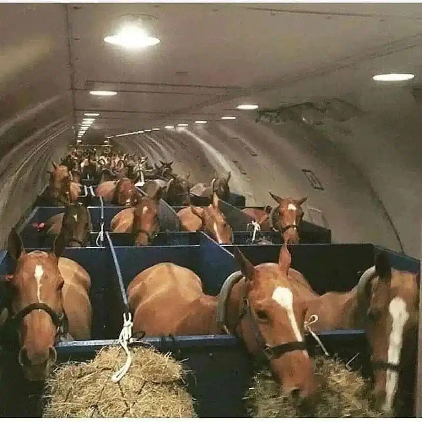 horses in airplane