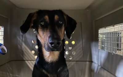 Why You Need a USDA Accredited Vet for International Pet Travel