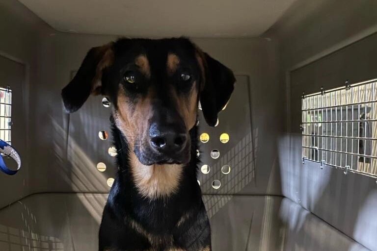 large dog in crate