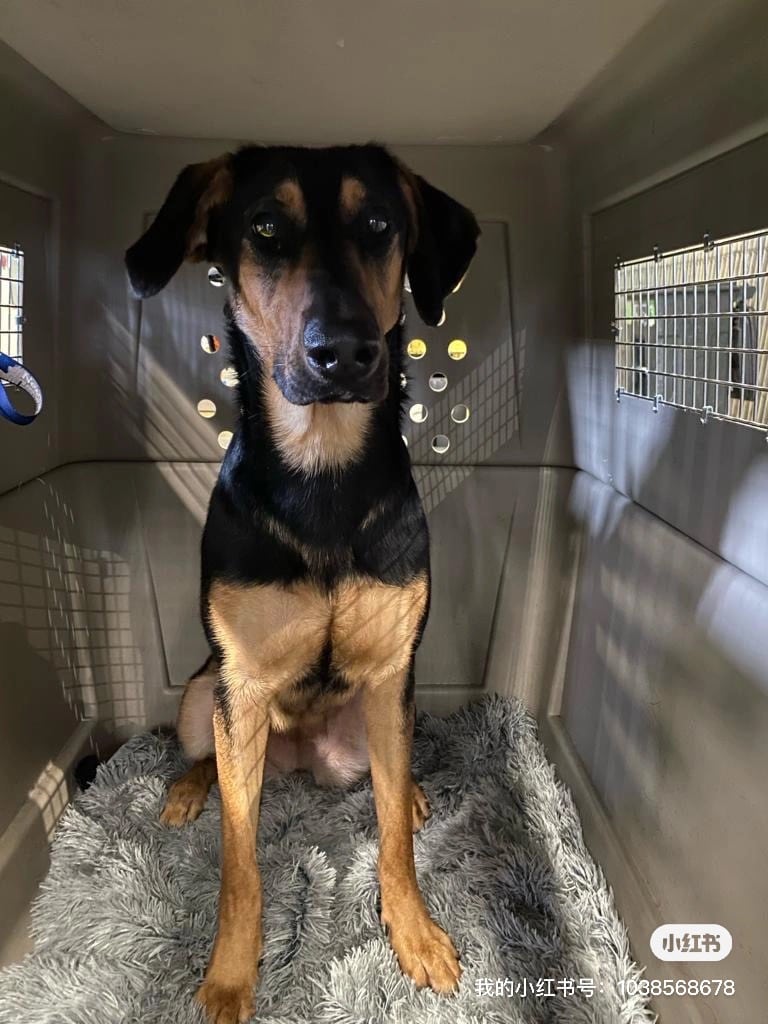 large dog in crate
