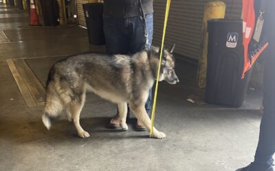 Choosing the Right Crate Size for Your Dog’s Air Travel: A Guide by Transcon Pet Movers