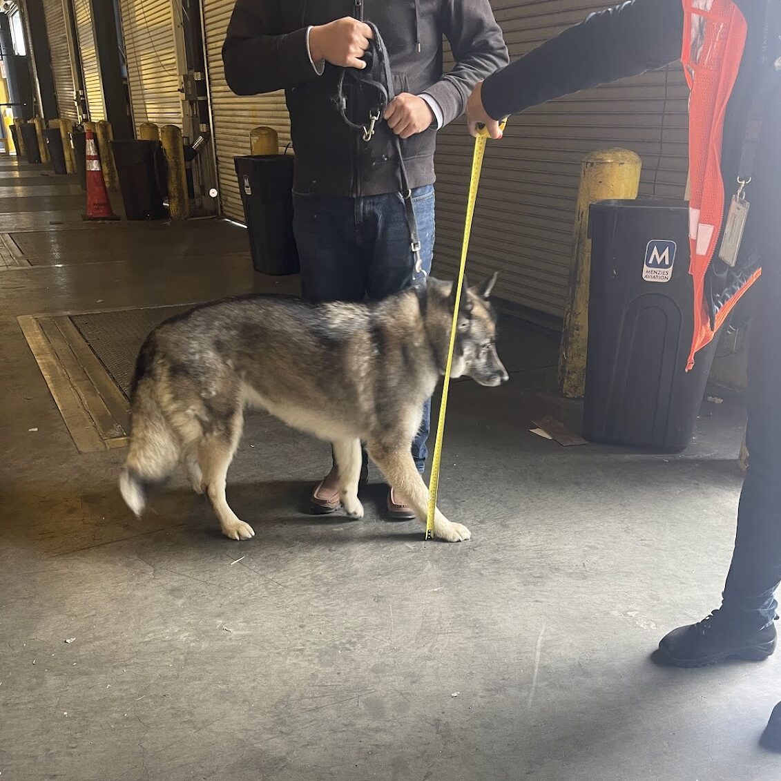 measuring dog at warehouse