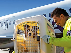 pet air cargo