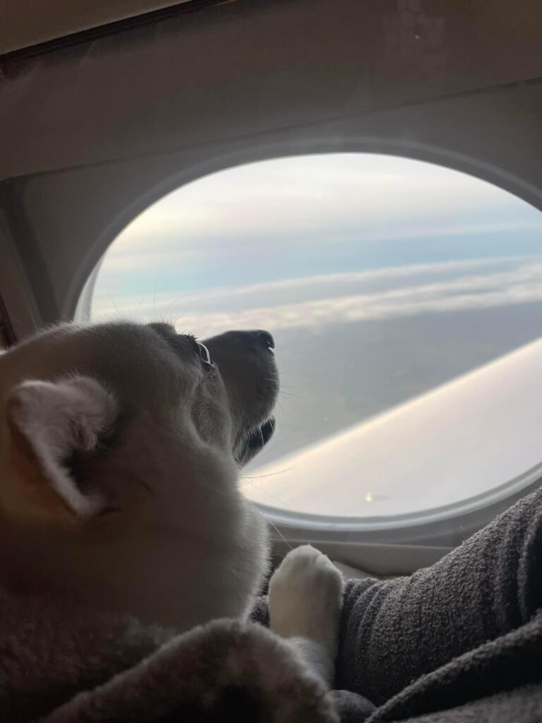 pet flying in private jet 2