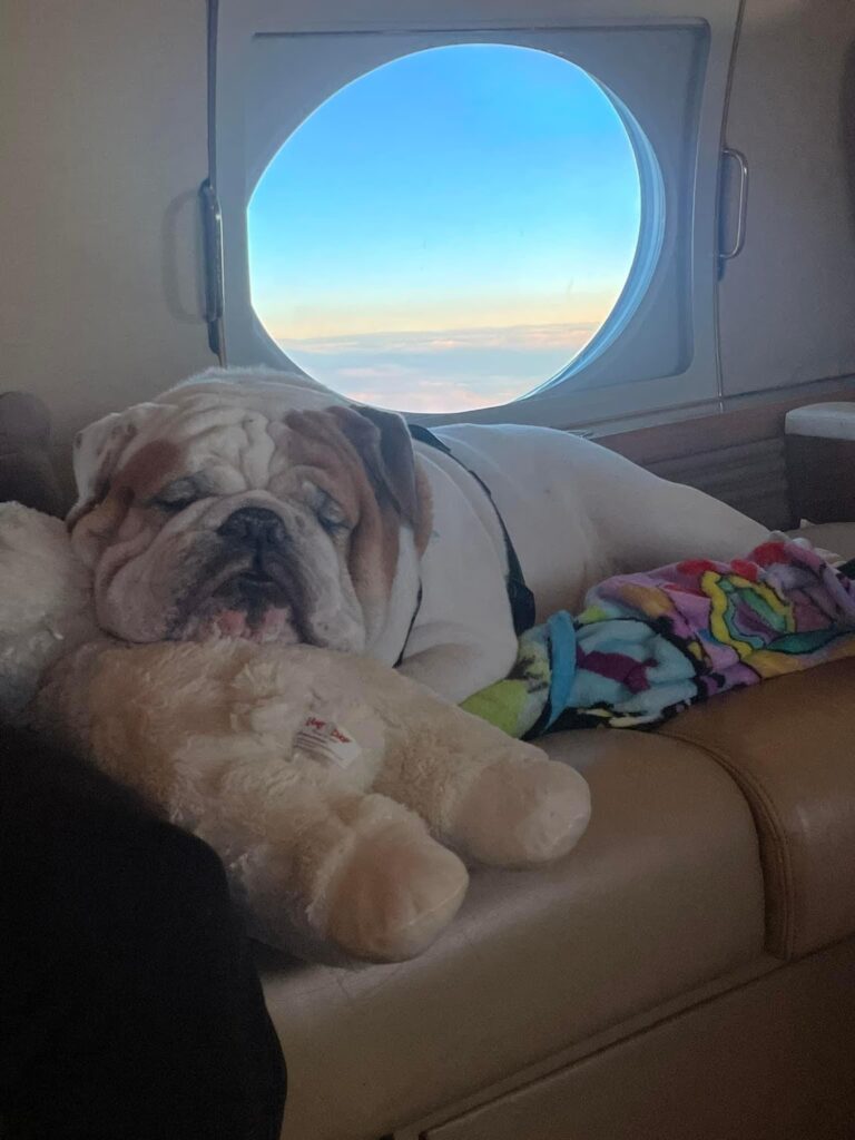 pet flying in private jet