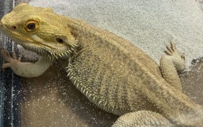 Exotic Animal Shipping