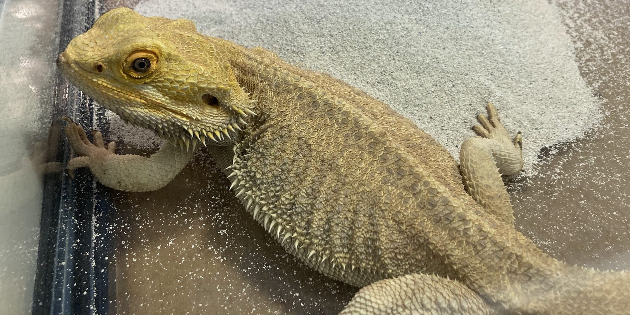 reptile pet