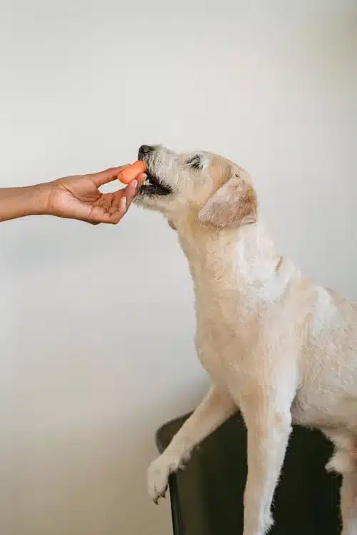 person handing a piece of carrot to dog