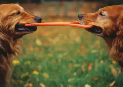 Two Golden Retrievers playfully tugging on a toy in a grassy park with autumn colors