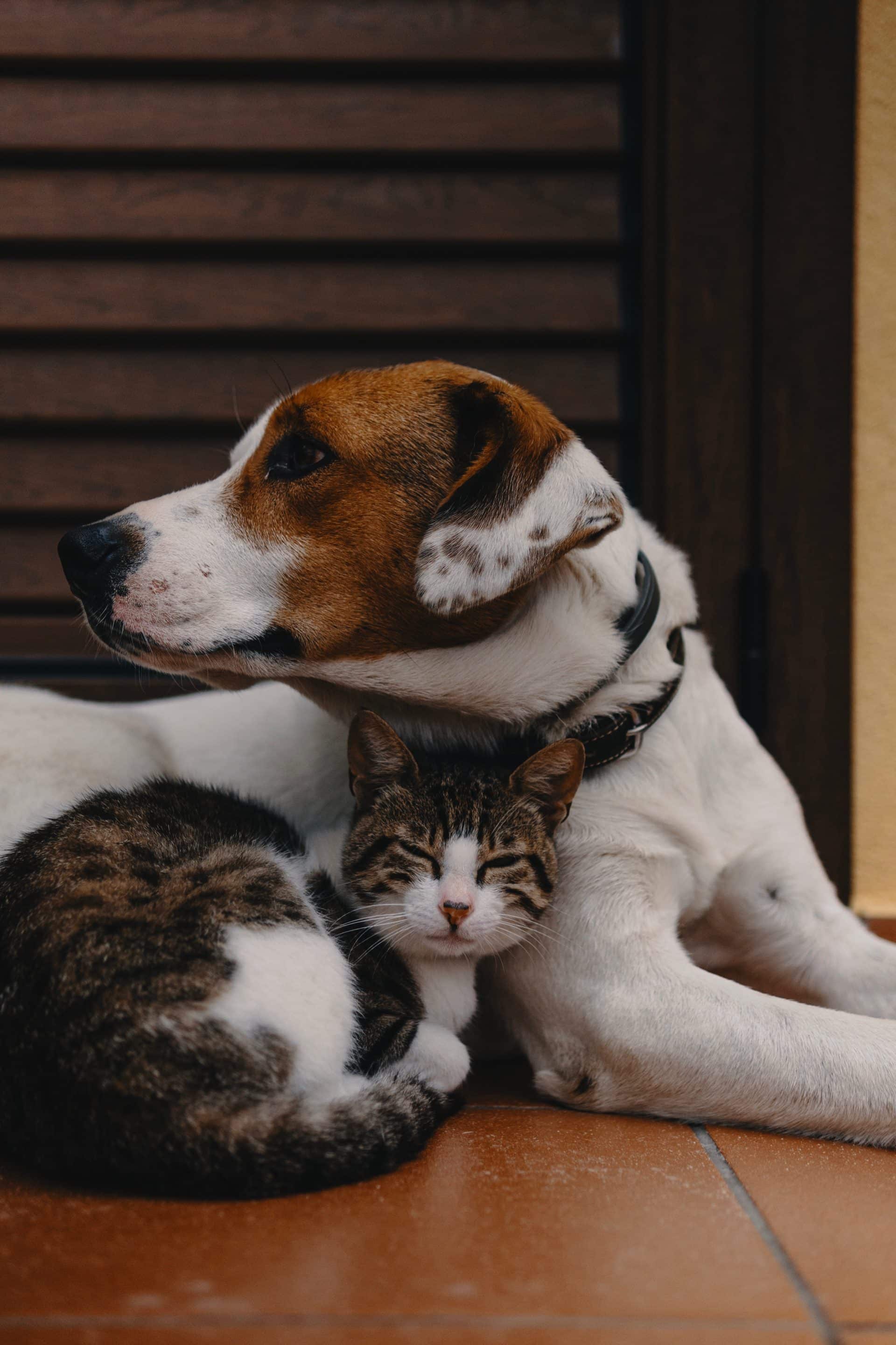 A dog and cat cuddling together on a tiled floor, showing the bond between traveling pets