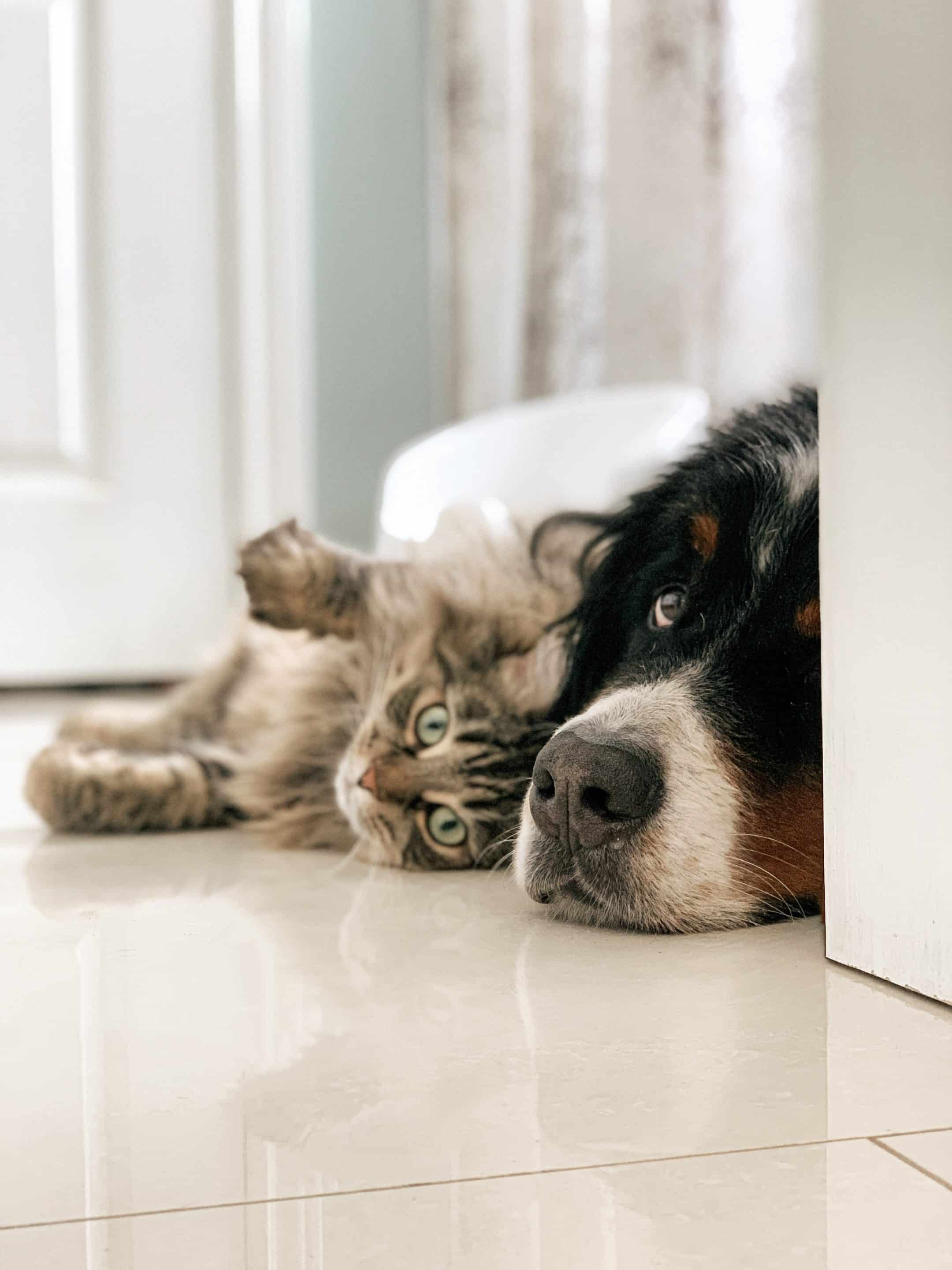 A dog and cat resting together on a floor, representing the companionship of pets during relocation
