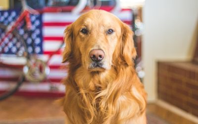Military Support for Pet PCS: A Comprehensive Guide to Benefits and Procedures
