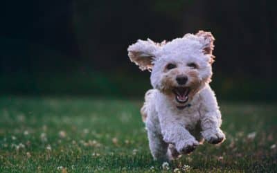 Flea, Tick, and Heartworm Protection for International Dog Travel