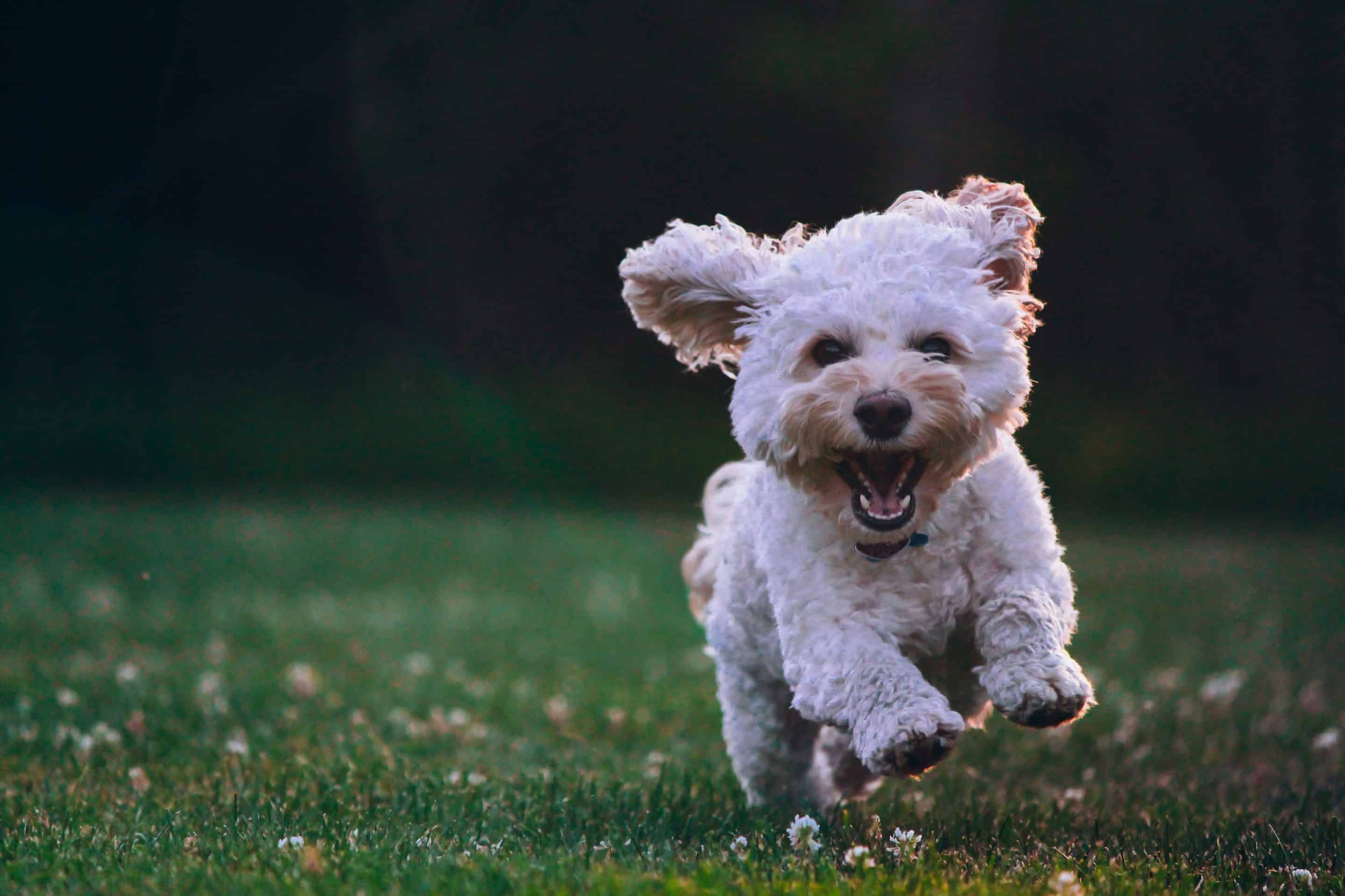 Happy golden retriever running outdoors through grass field
