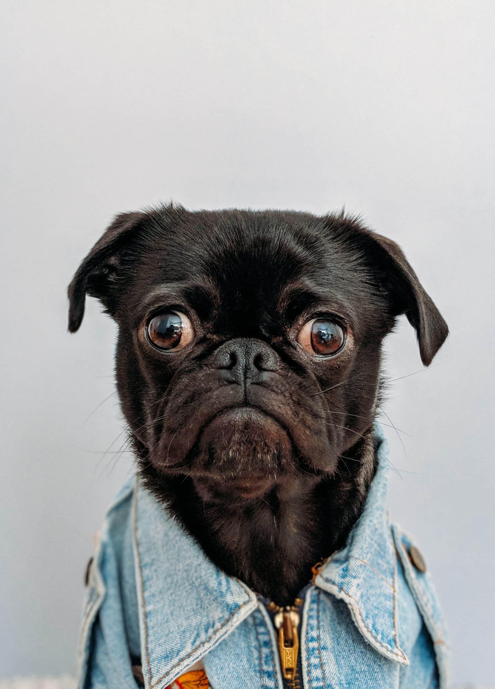 Black pug in denim jacket portrait, showing pet ready for veterinary care