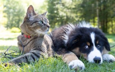 Beware of Hidden Dangers in the Grass: A Complete Guide to Outdoor Clothing and Safety for Dogs