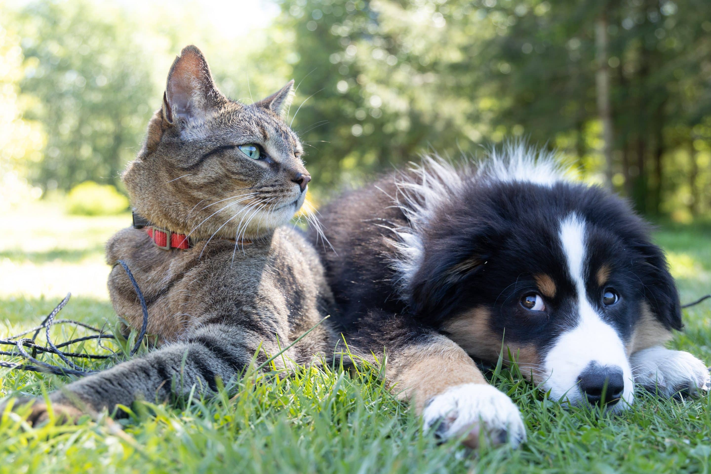 Cat and puppy lying in grass outdoors highlighting hidden dangers in vegetation for pets