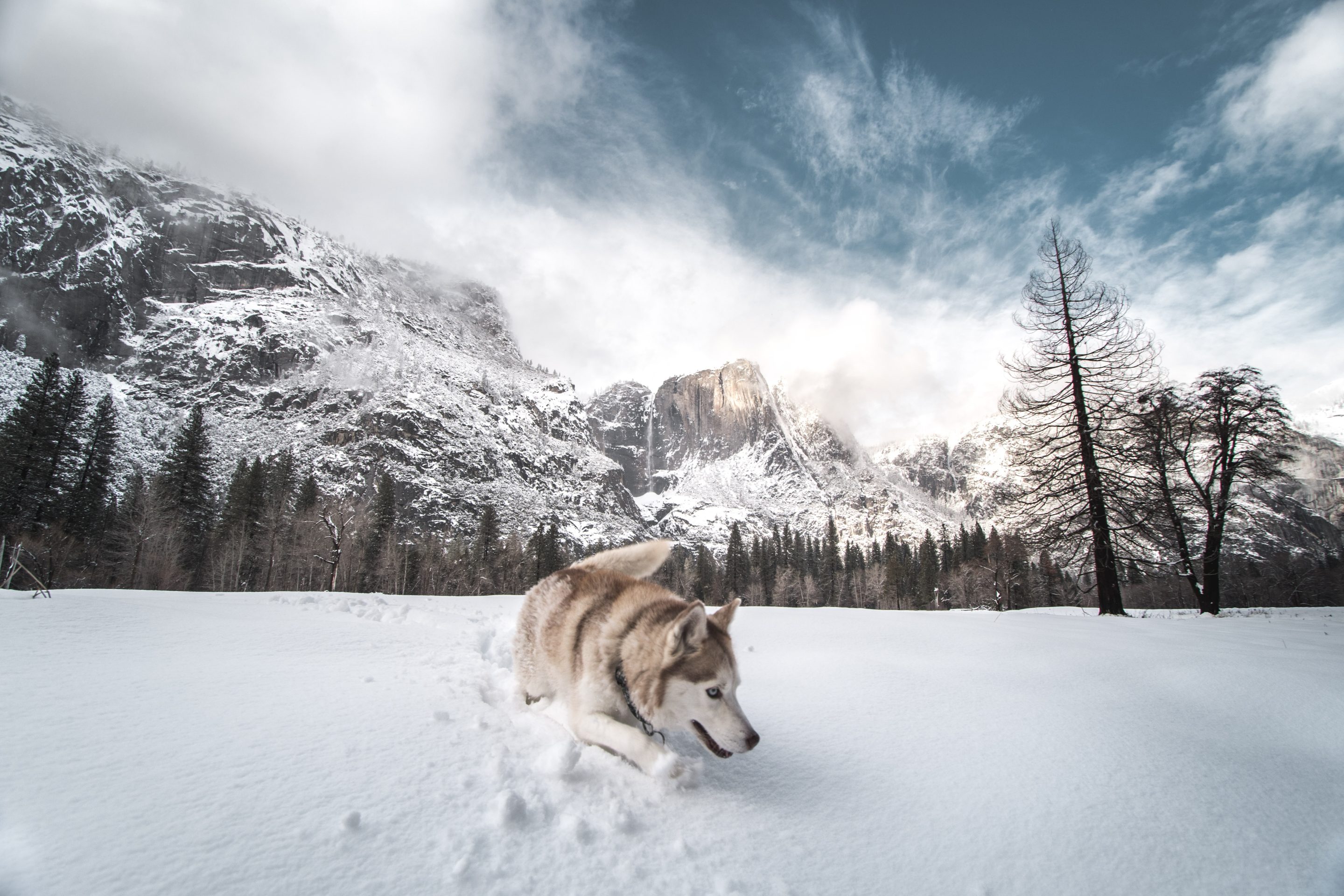 Dog gazing at scenic snowy mountain vista during winter hiking adventure