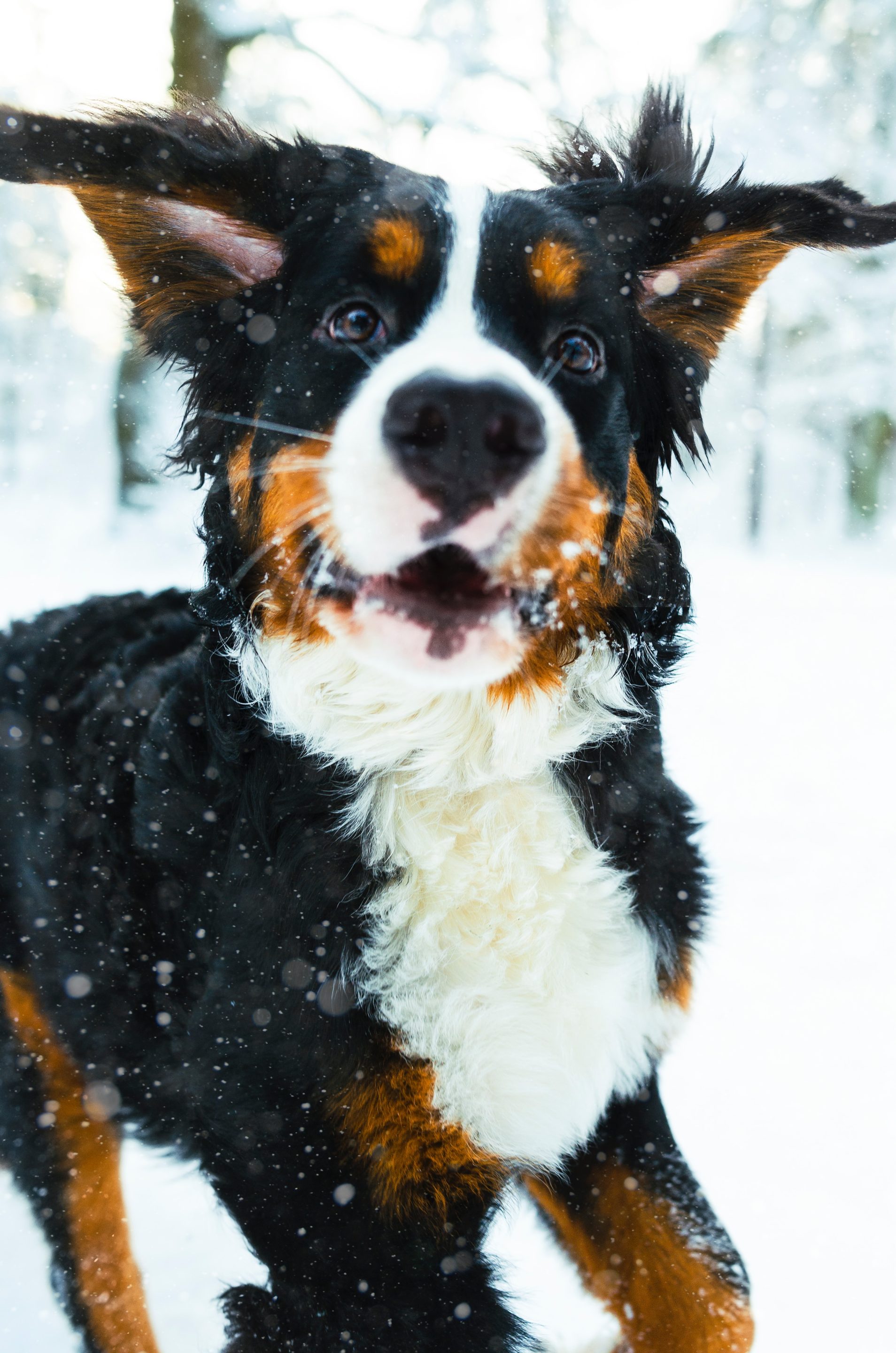 Dog on leash walking snowy winter trail following proper trail etiquette