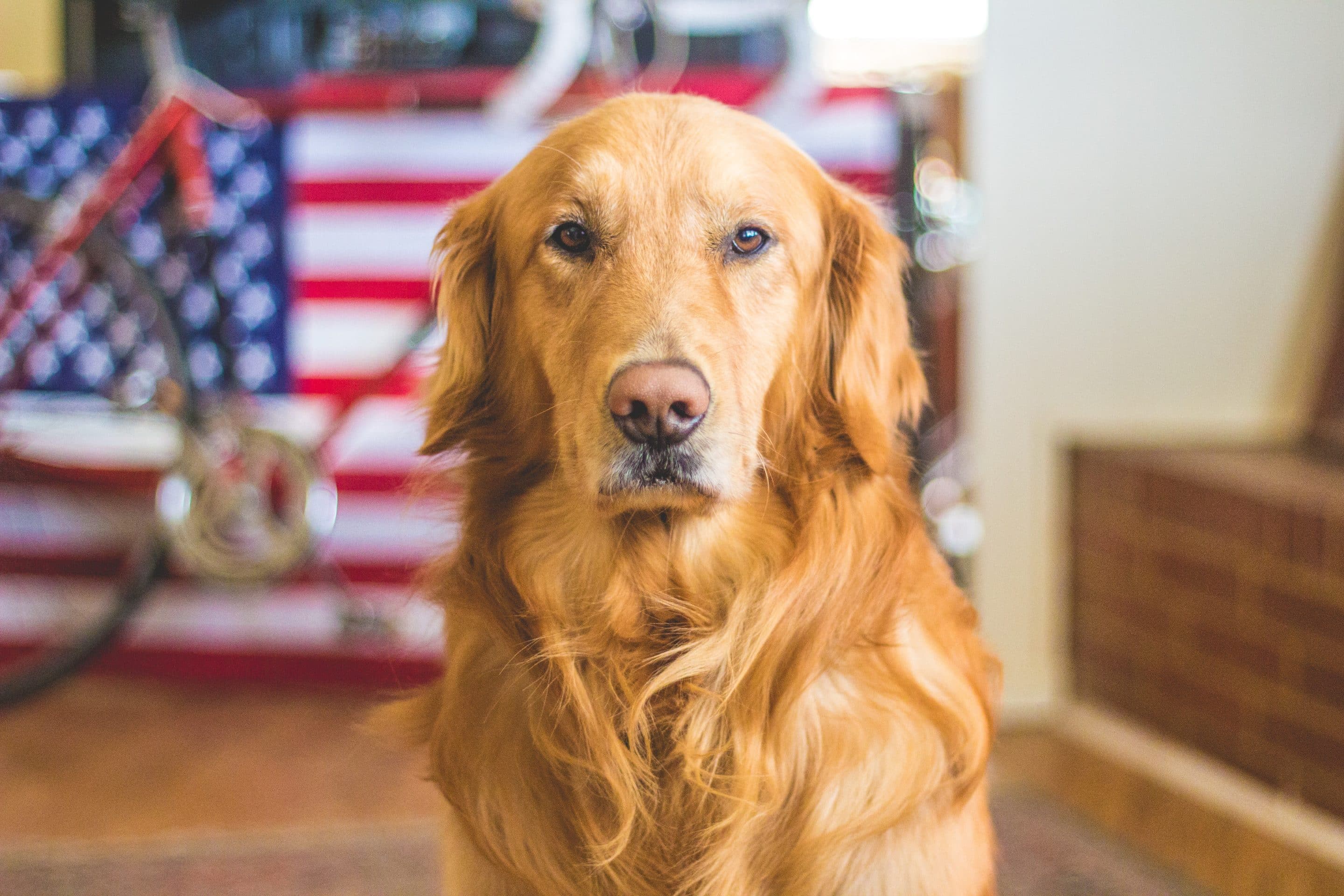 Senior Golden Retriever portrait representing dog longevity and health research on neuter timing