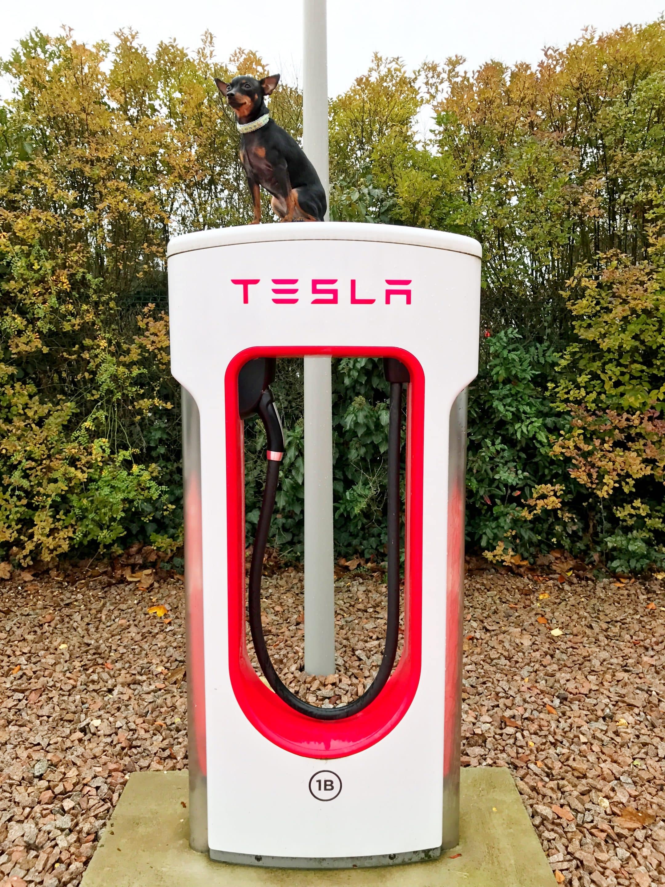 Large dog resting comfortably in Tesla back seat during road trip