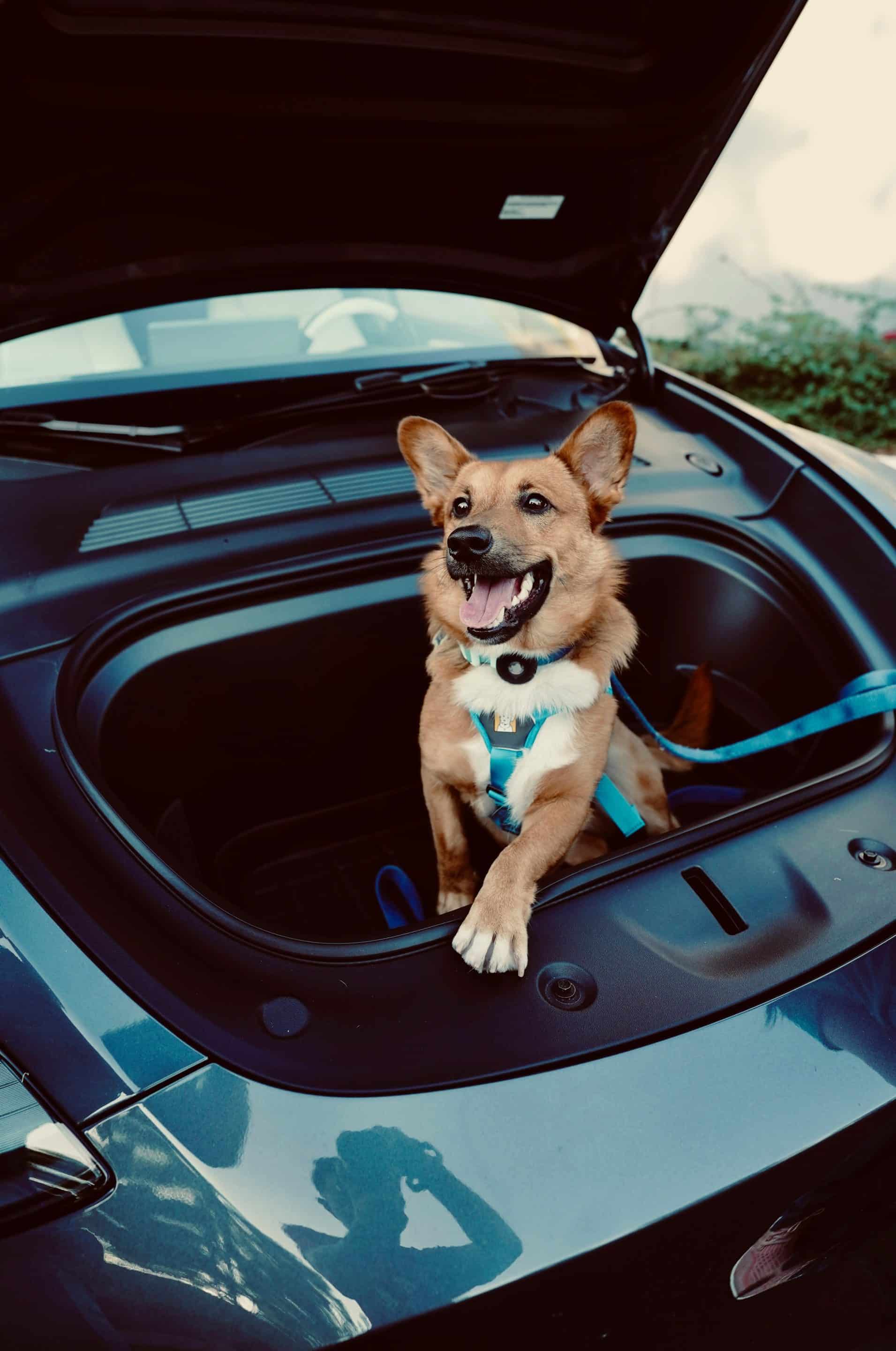 Dog sitting in Tesla vehicle interior with climate control active in Dog Mode