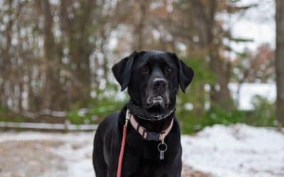 When Dogs Yawn, They Aren’t Always Sleepy