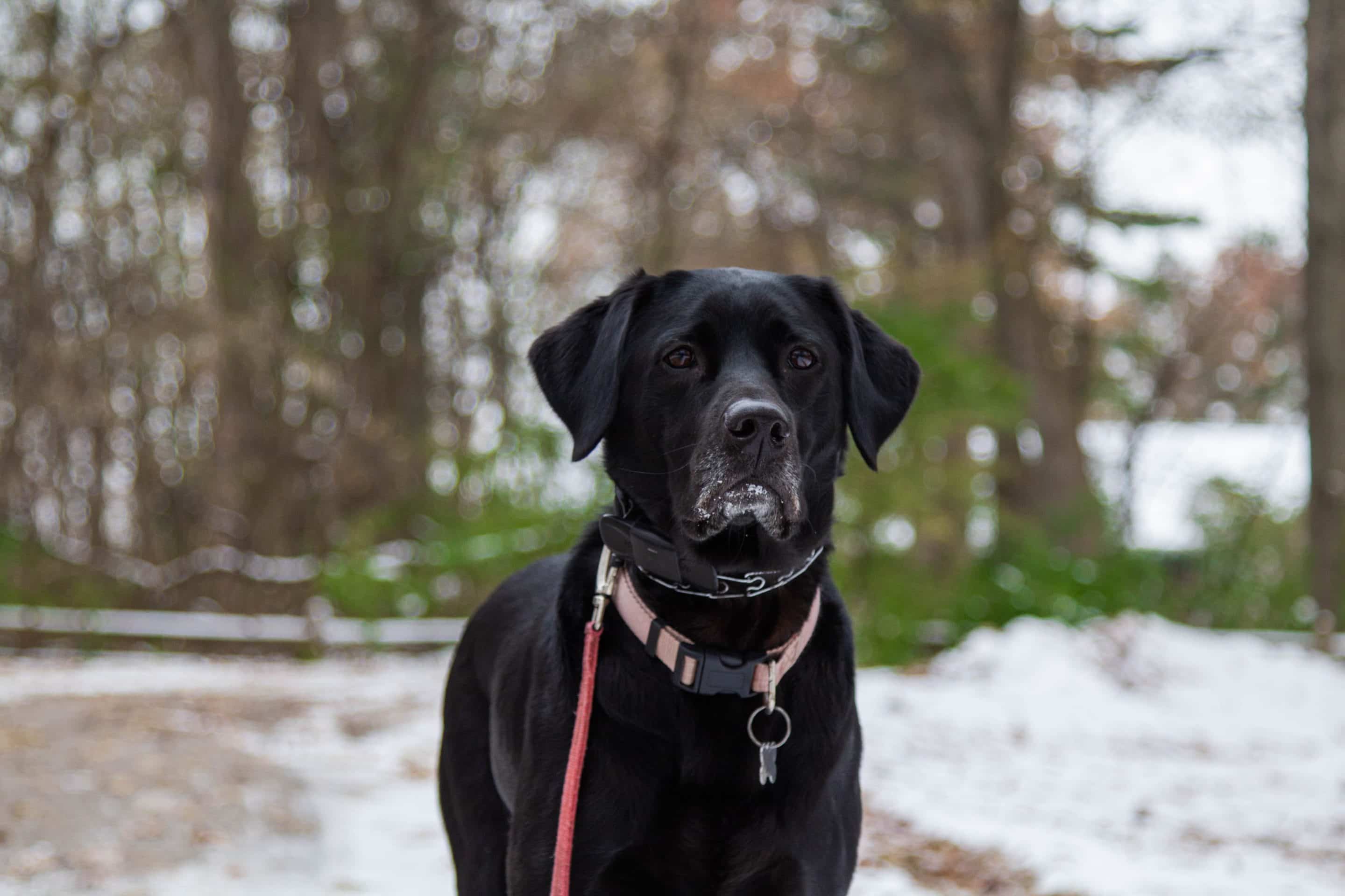 Black labrador on leash in snowy woods