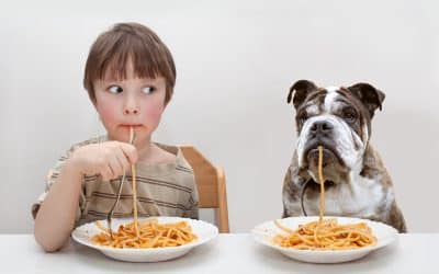 My dog won’t Eat During the Day