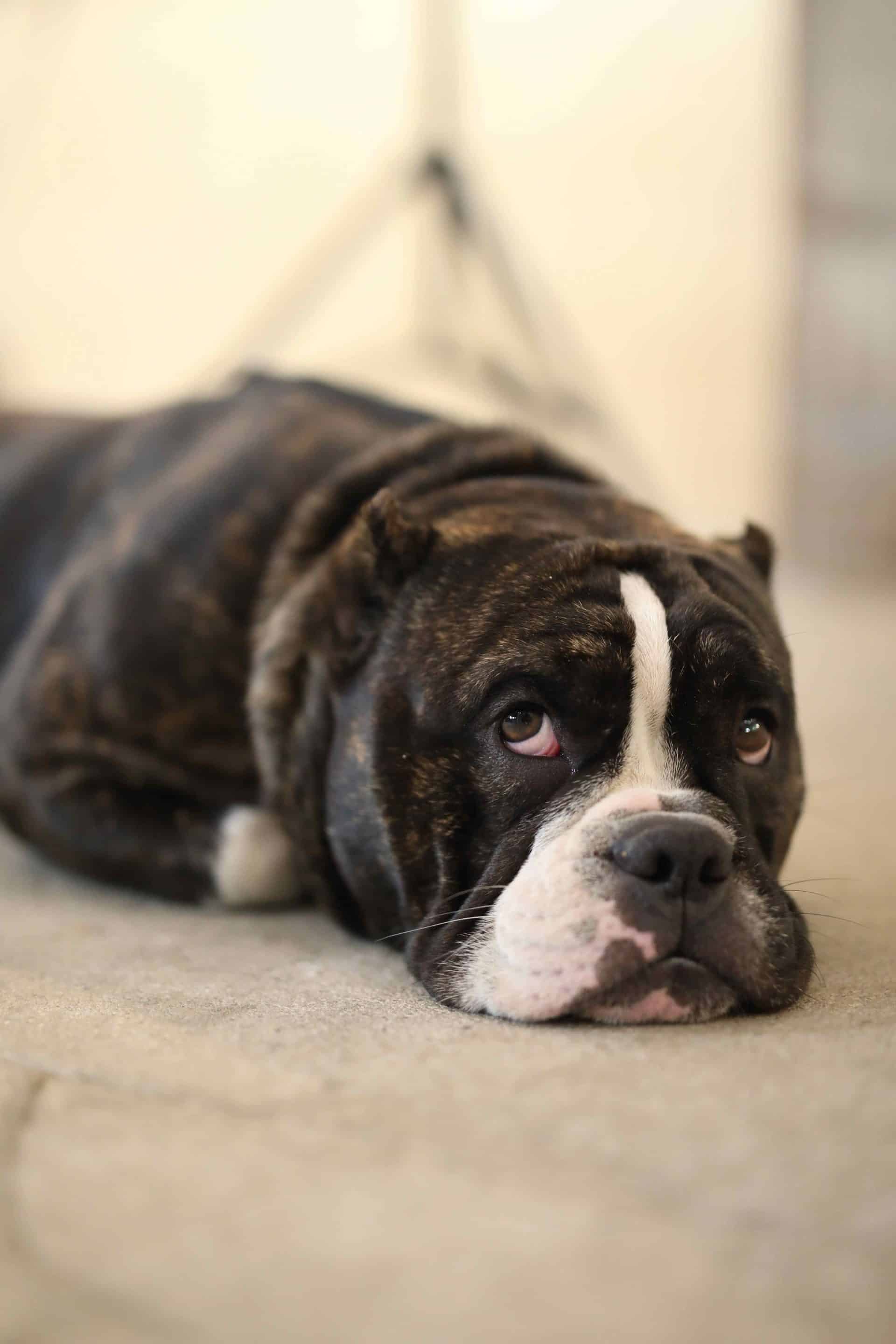 Brindle bulldog lying down resting its chin on the floor