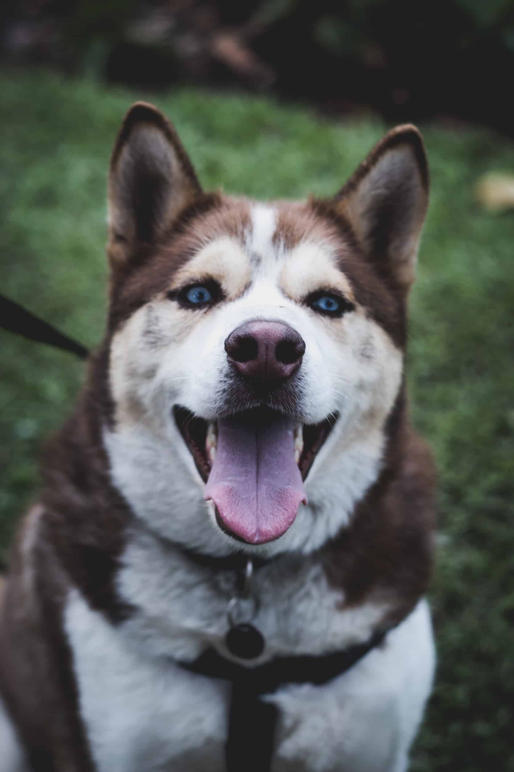 Brown and white husky with blue eyes sitting on green grass