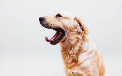 Does Your Dog Yawn When You Scold Him?