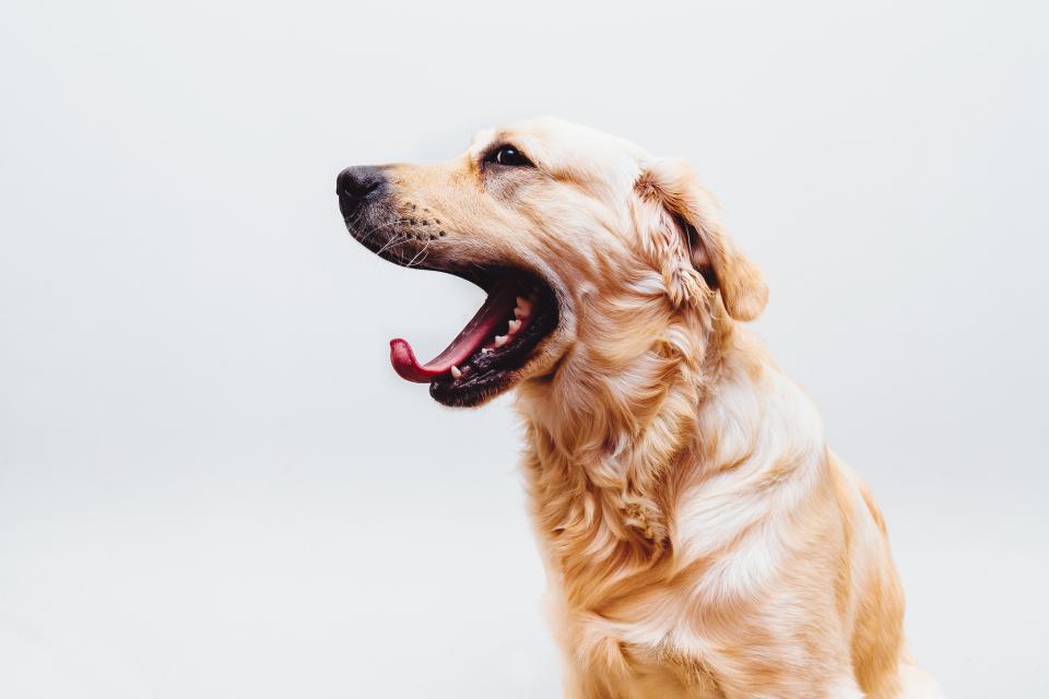 Golden retriever yawning wide on white background