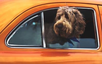 Where Does Your Dog Sit in the Car?