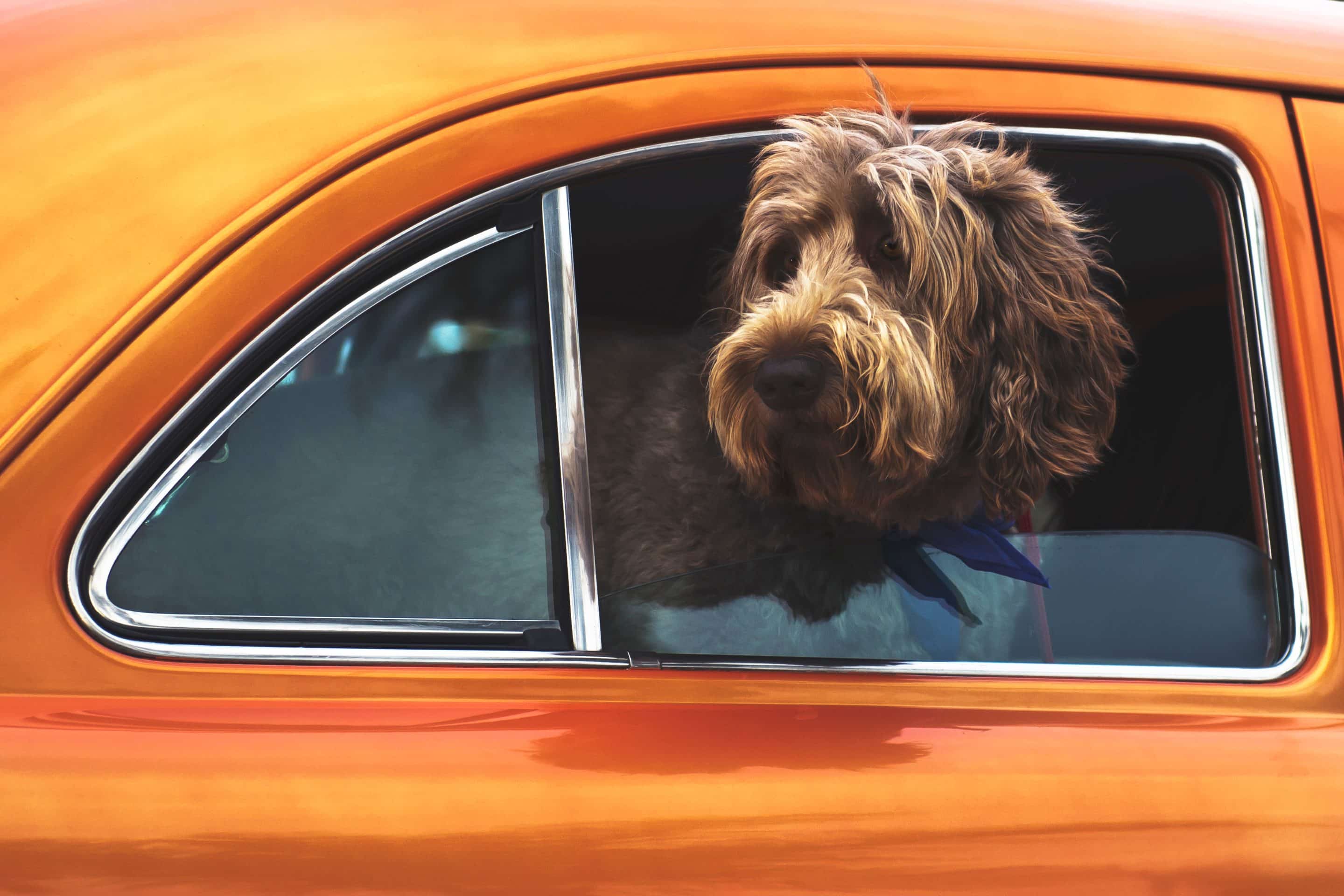 Shaggy dog looking out orange car window