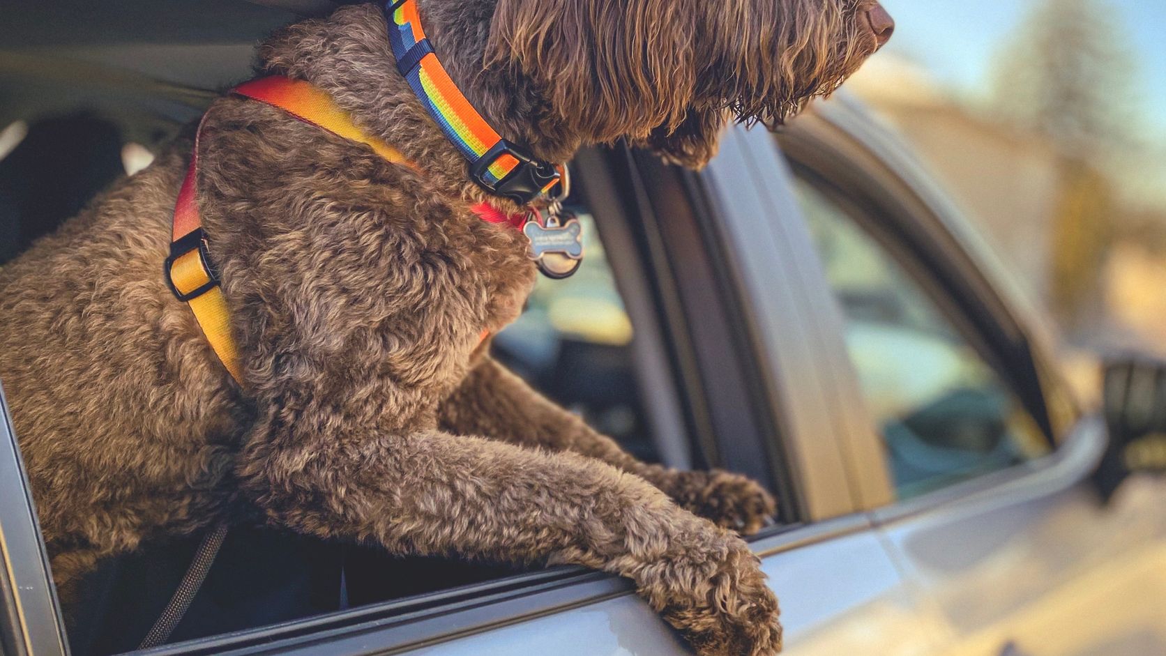 Brown curly-haired dog looking out of a car window