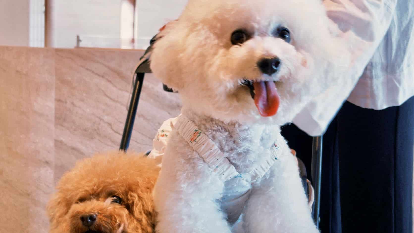 Two small dogs sitting in a pet carrier