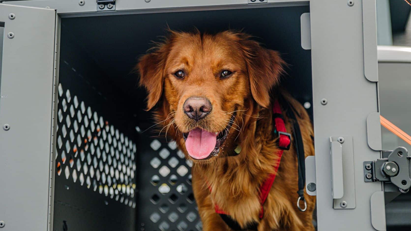 Golden retriever sitting inside a durable travel crate