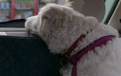 An Open Letter to U.S. Pet Ground Transporters