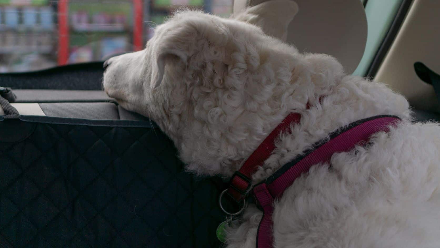 Dog looking through a car window during ground travel