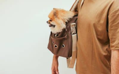 Can You Put a Tracker or Camera in a Pet’s Crate?